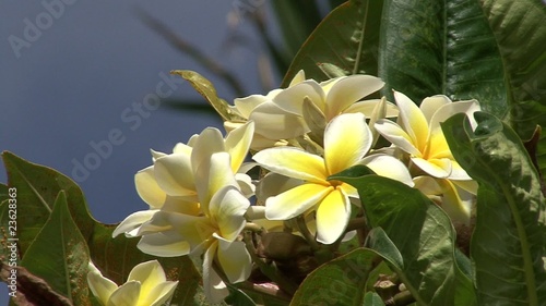 Frangipani photo