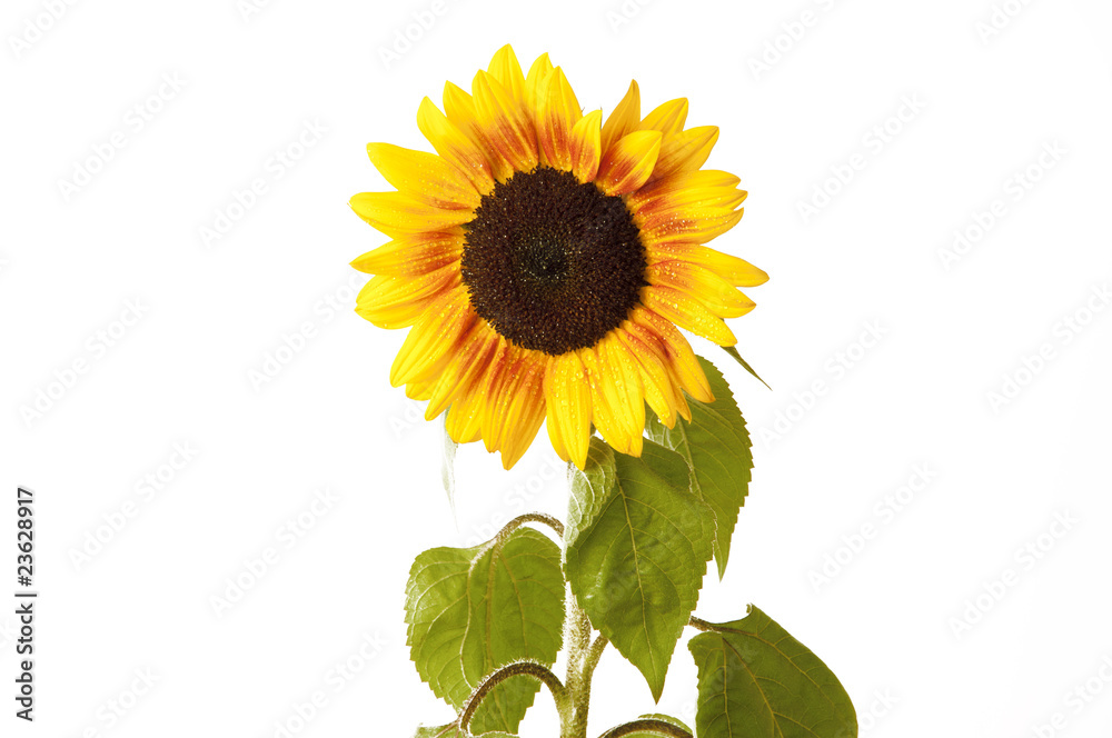 Fototapeta premium Girasole