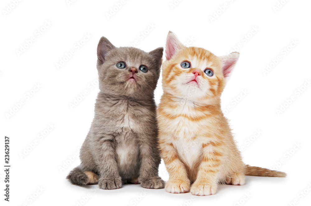 little british shorthair kittens cat