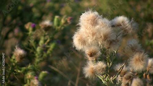 Agrimony