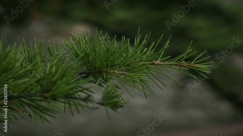 Fir branch