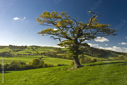 The English tree