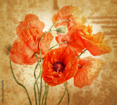 vitange buquet of poppies photo