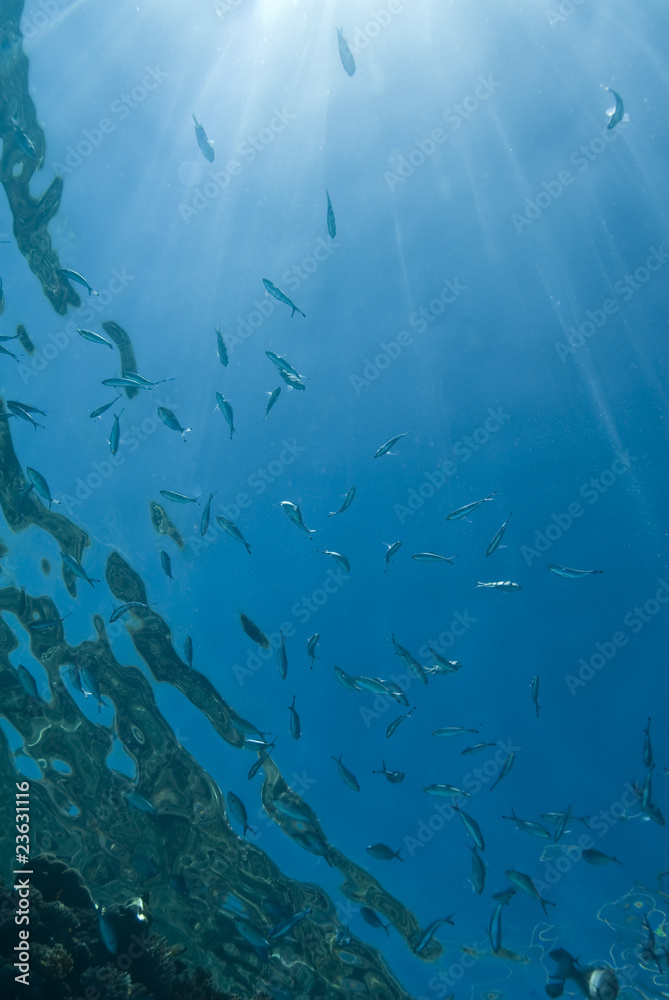 Water surface seen from below with sunrays coming through. Water surface seen from below with sunrays coming through.