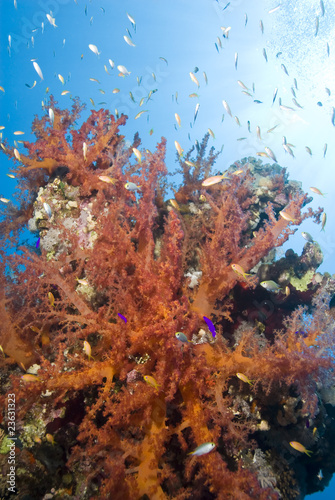 Colorful underwater tropical reef scene.