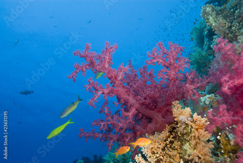 Fototapeta Naklejka Na Ścianę i Meble -  Vibrant pink soft coral growing on a tropical reef.