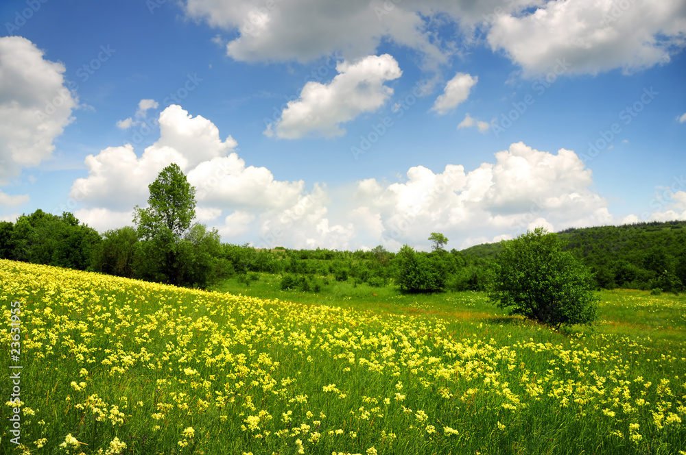 Fototapeta premium Green field with yellow and white clouds
