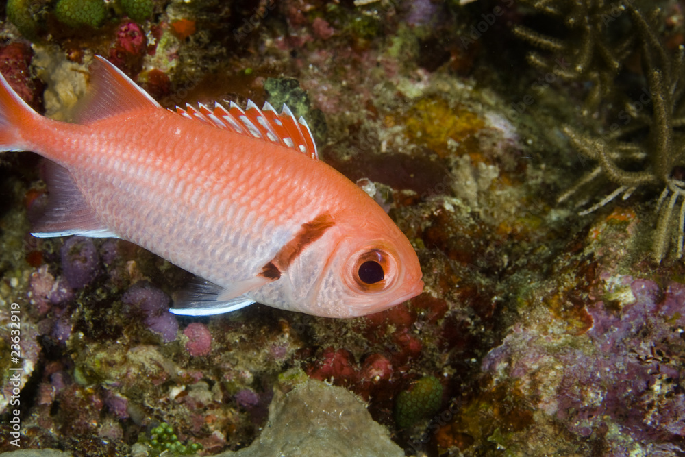 Fototapeta premium Blackbar Soldierfish
