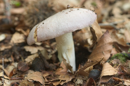 russule charbonnière