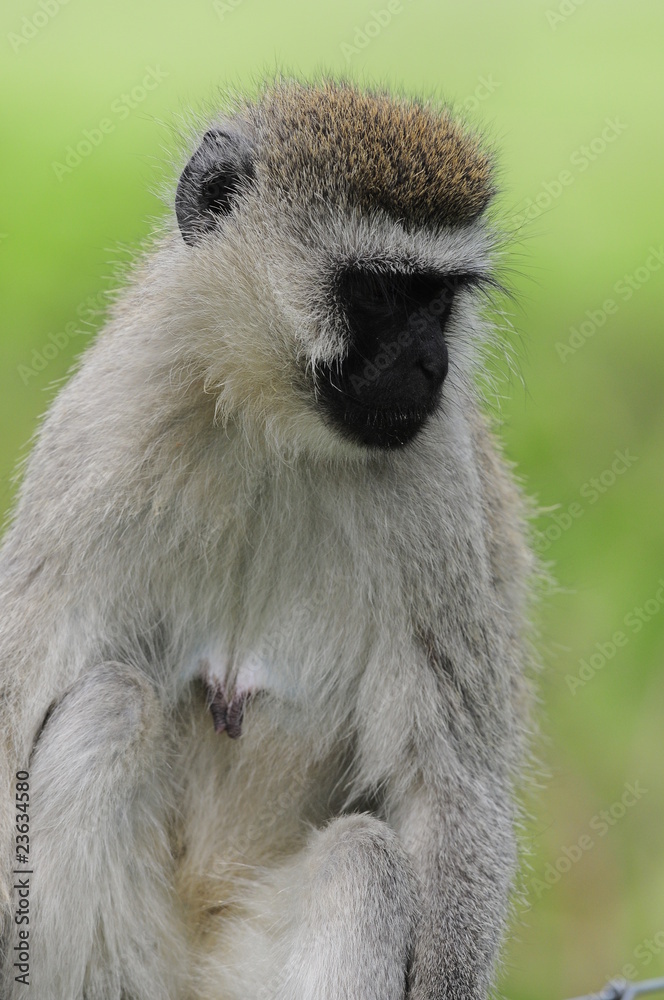 Fototapeta premium Vervet monkey (Cercopithecus aethiops) at lake Nakuru, Kenya