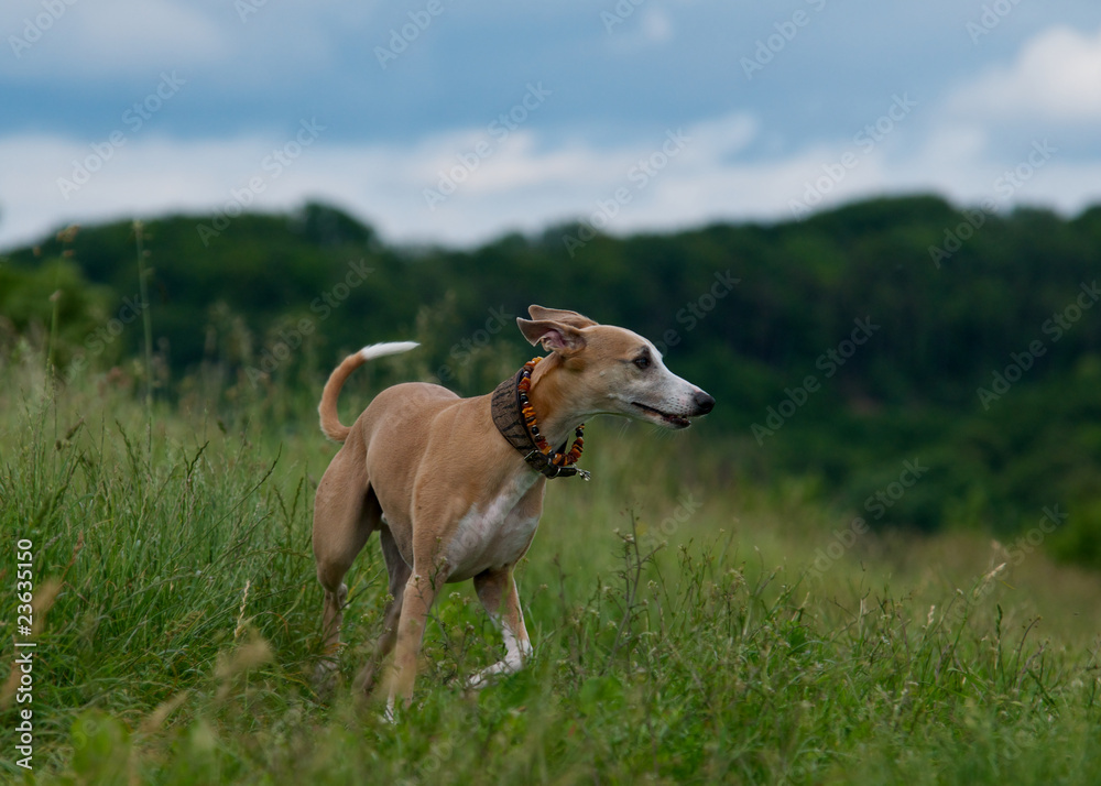 Frei laufender Whippet auf Wiese Frei laufender Whippet auf Wiese