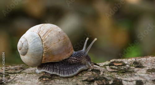snail in nature close-up