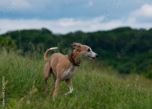 Frei laufender Whippet auf Wiese