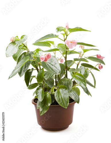 begonia in flowerpot