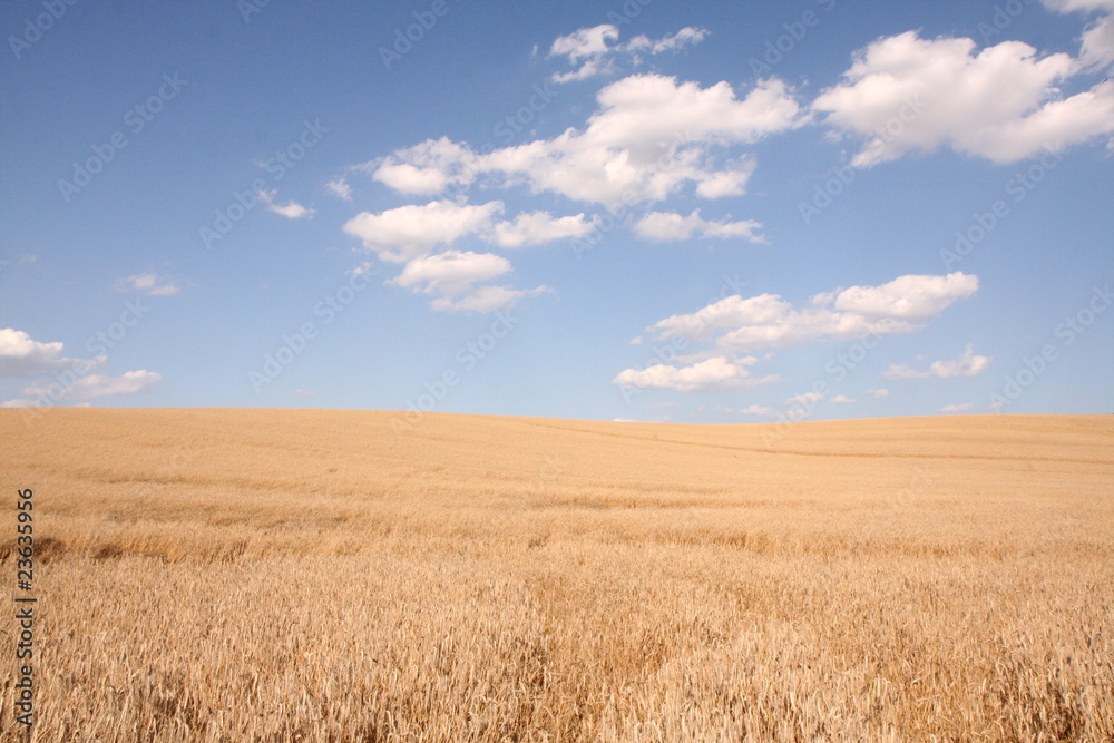Field of cereal