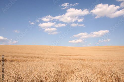 Field of cereal