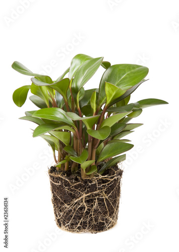 Plant with root and soil