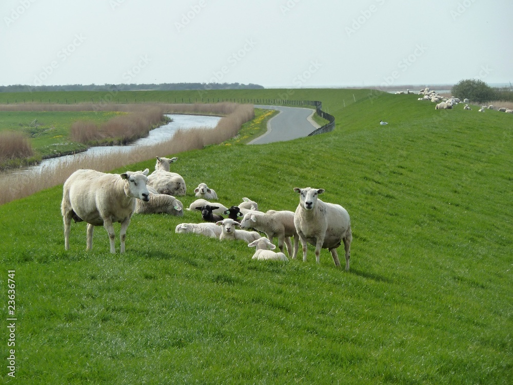 Fototapeta premium moutons