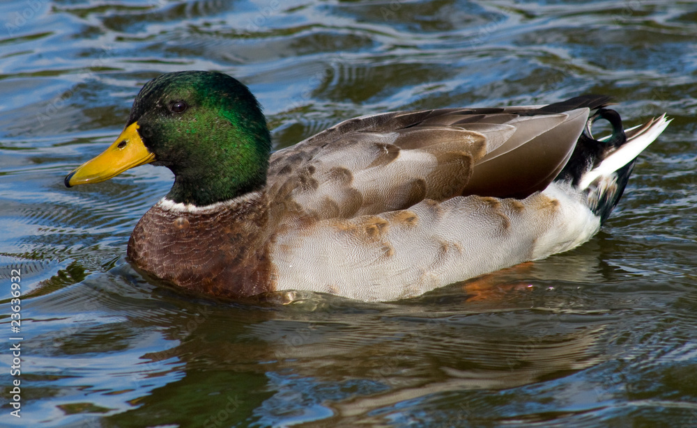Obraz premium Mallard Duck