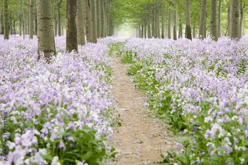 Dirt road through flower field