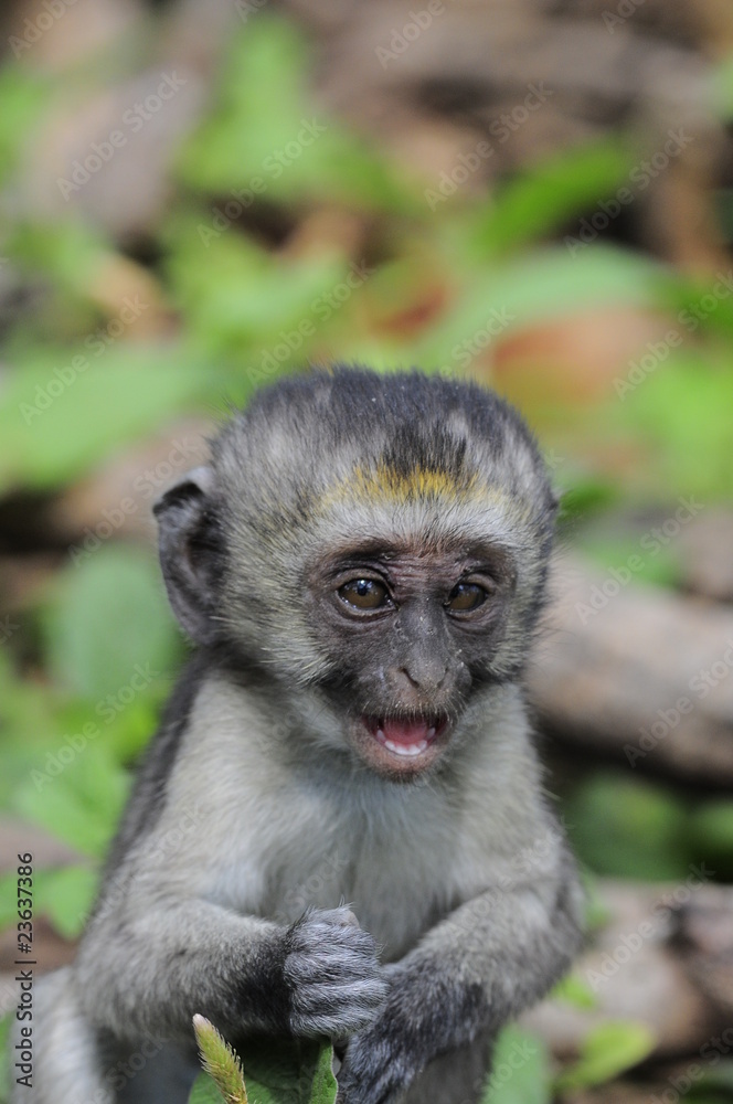Fototapeta premium Vervet monkey (Cercopithecus aethiops) at lake Nakuru, Kenya