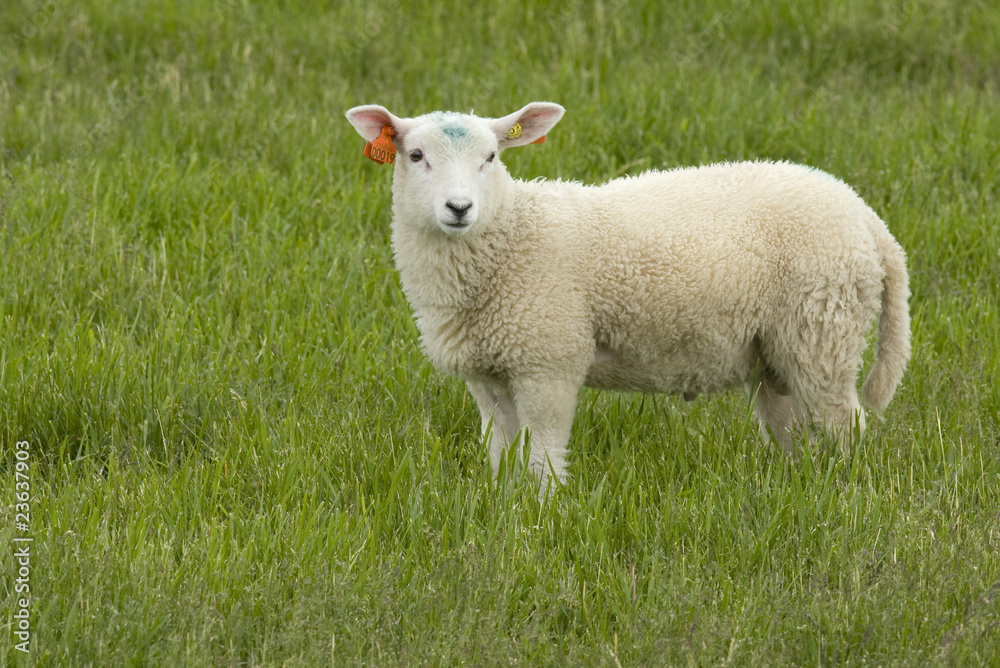 Lamb Lamb