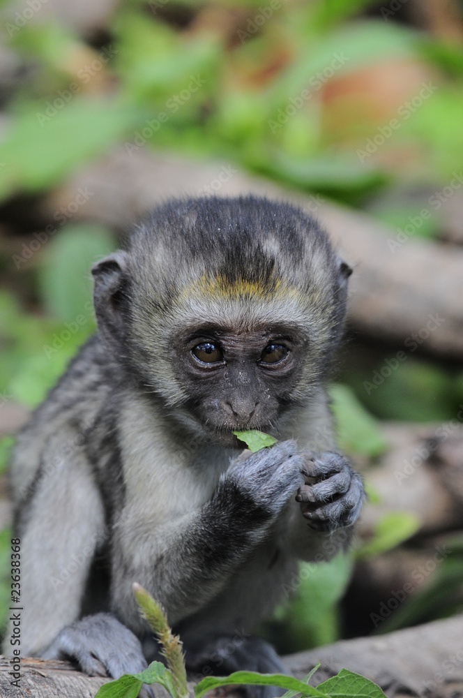 Vervet monkey (Cercopithecus aethiops) at lake Nakuru, Kenya