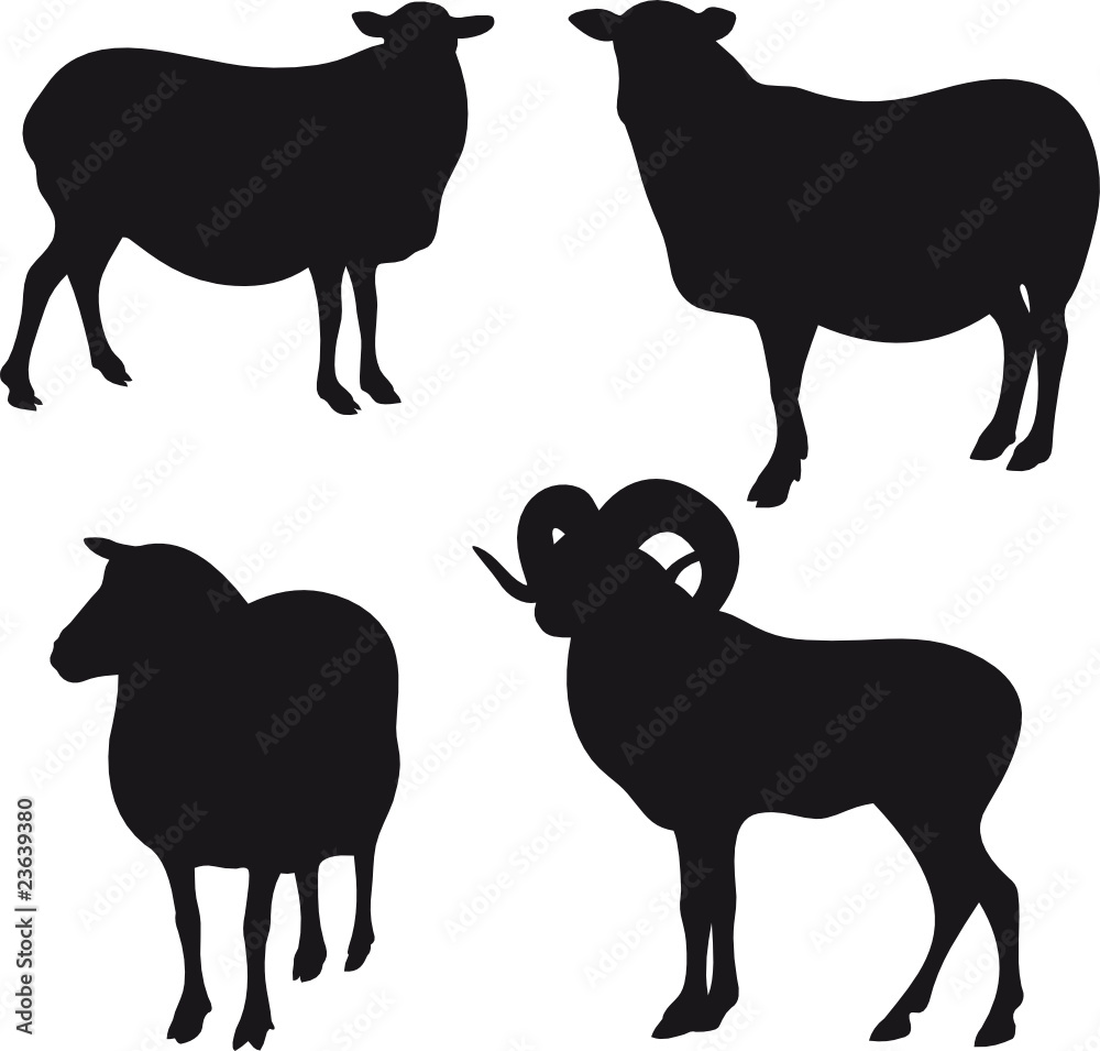 Sheep vector