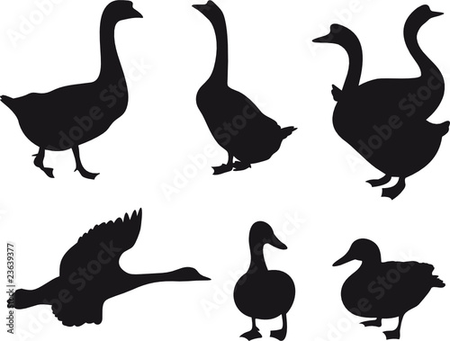Birds vector