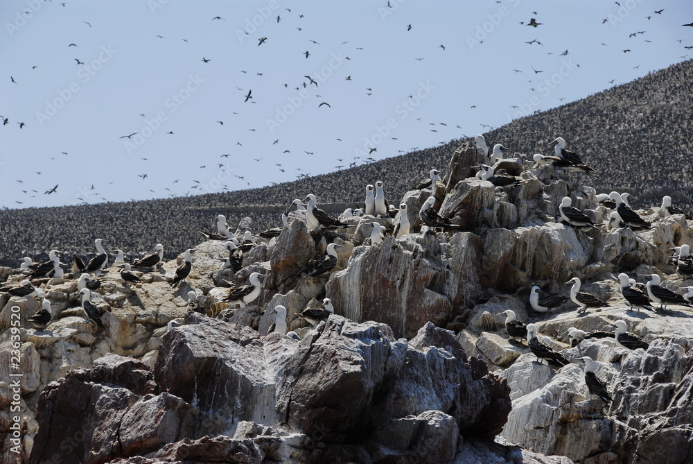 Colony of birds on the rocks of Islas Ballestas Colony of birds on the rocks of Islas Ballestas