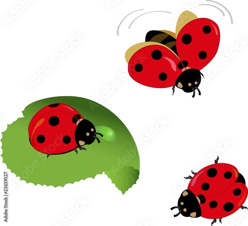 A set of different lady-bugs