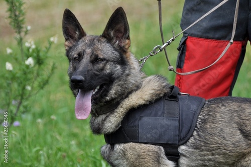 entrainement de chien policien