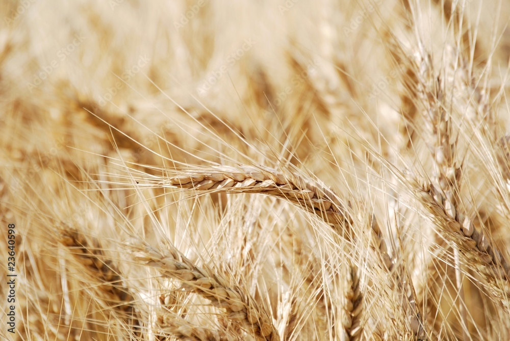 Fototapeta premium grano