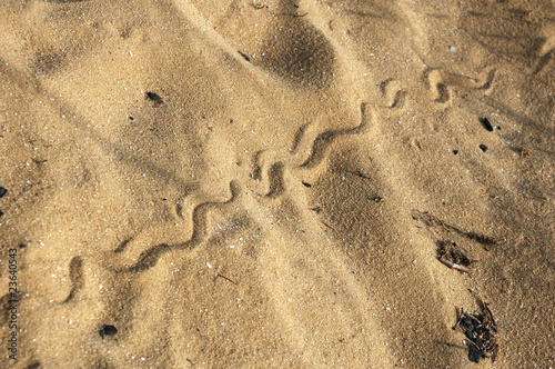 Snake trace on sand