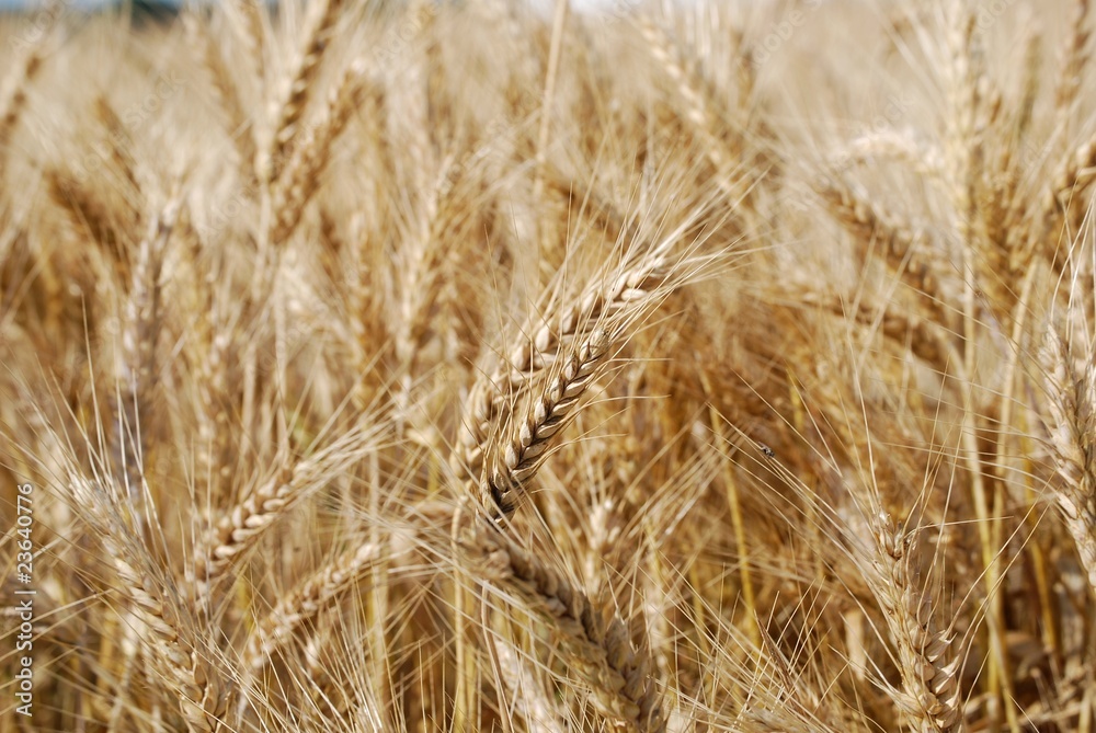 Fototapeta premium spighe