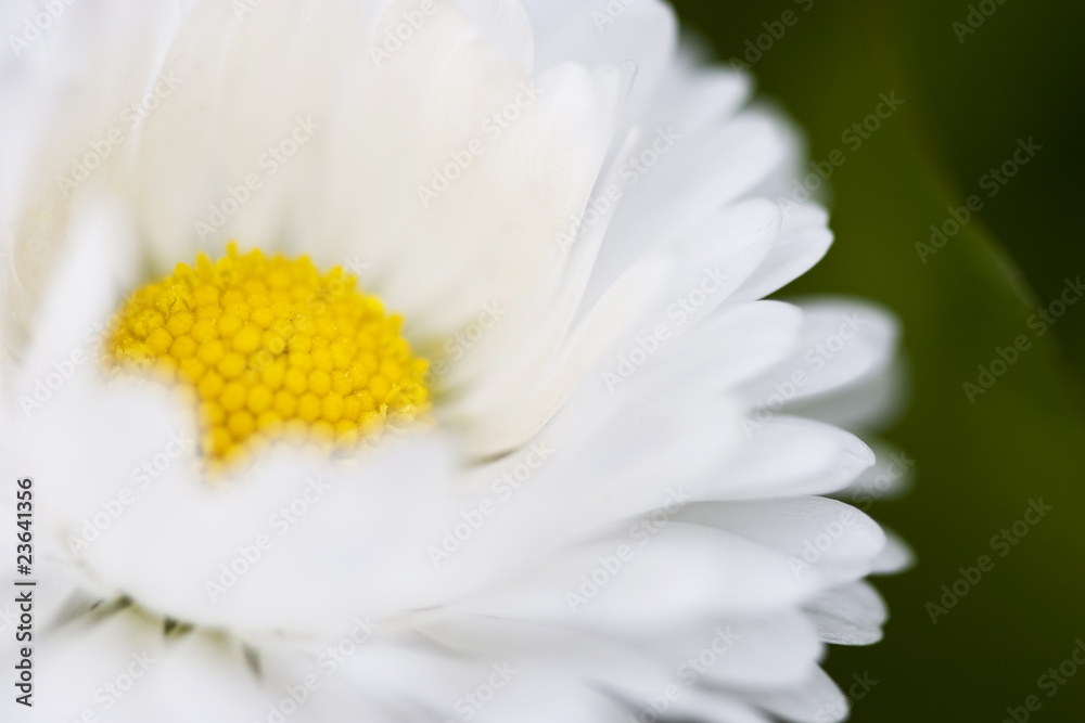 Fototapeta premium Daisy