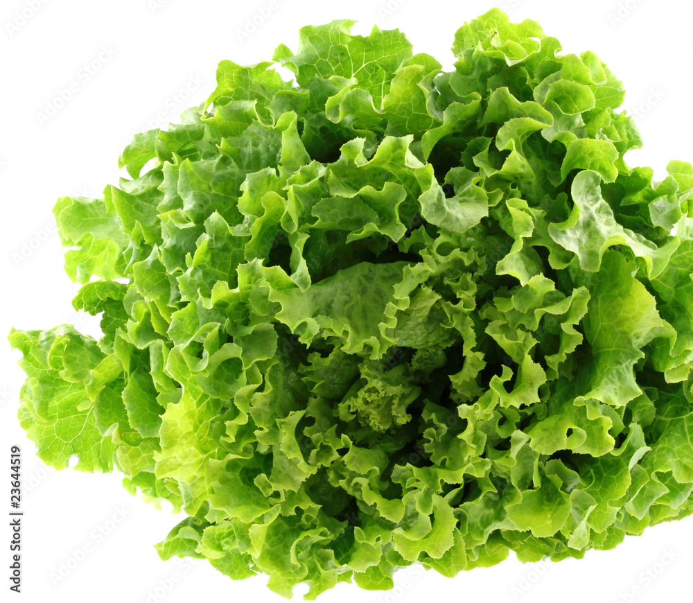 salade, fond blanc salade, fond blanc
