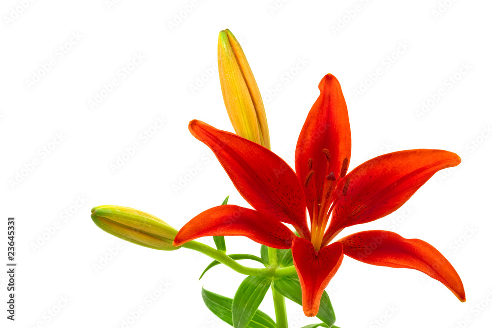 ヒメユリ の画像 50 件の Stock 写真 ベクターおよびビデオ Adobe Stock