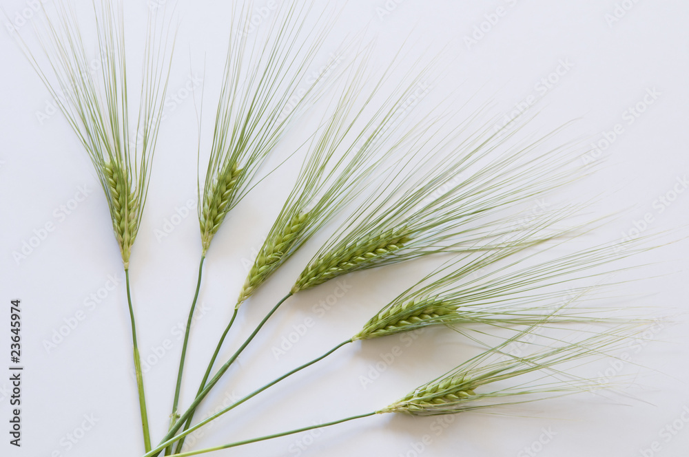 Gerste, Getreide, Hordeum Vulgare, Poaceae, Ähren Gerste, Getreide, Hordeum Vulgare, Poaceae, Ähren