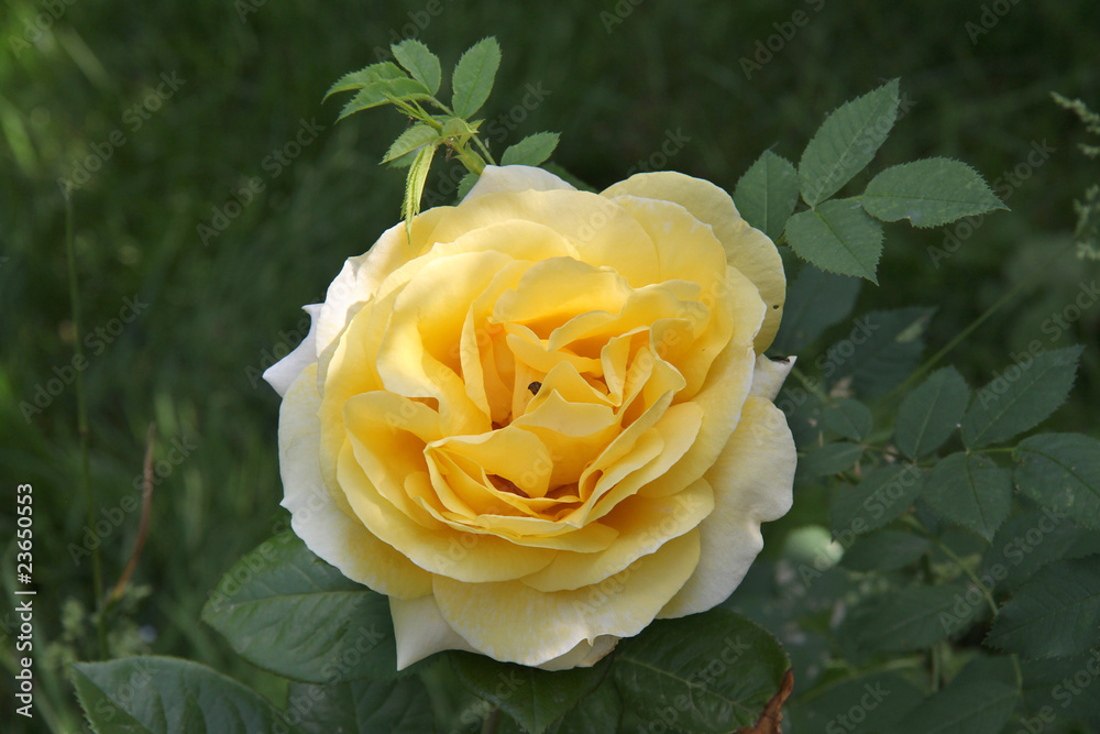 Rose jaune Rose jaune
