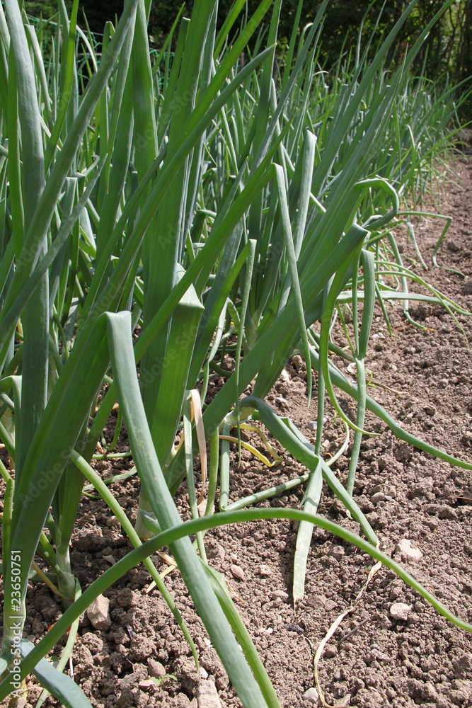 Obraz premium Plant de poireaux