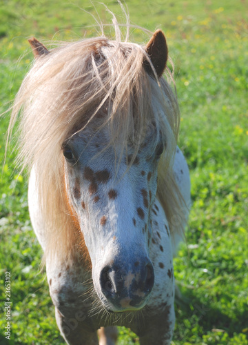 Kopfbild, Shetland-Pony, gescheckt photo