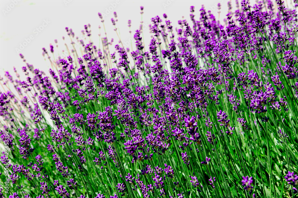 Obraz premium Lavendel - lavender - Lavendula angustifolia