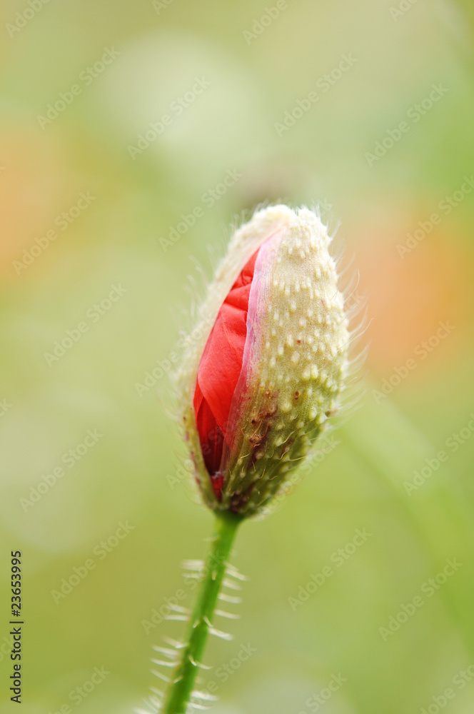 Obraz premium Knospe