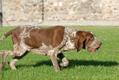 BRACCO ITALIANO photo