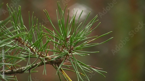 Fir branch