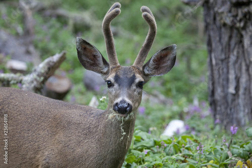 Black-tailed Deer _MG_ 1823