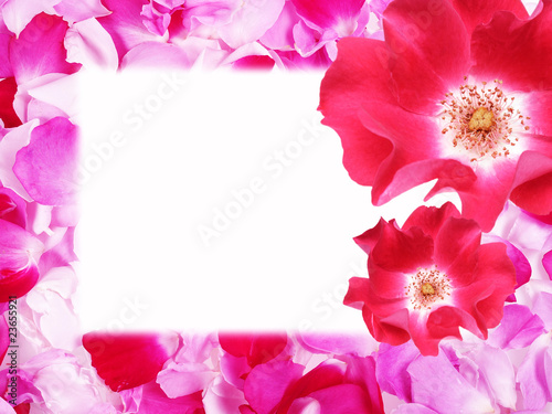 frame from rose petals