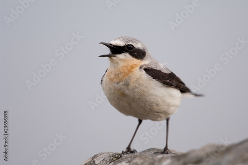 Tableau sur toile Steinschmätzer; Northern  Wheatear; Oenanthe  oenanthe