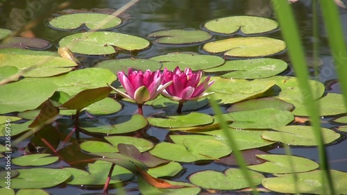 Two purple nympheas in the pond
